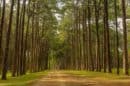 Bo Kaeo Pine Tree Garden