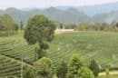 Choui Fong Tea Plantation