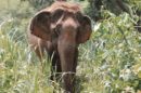 Elephant Discovery Chiang Mai