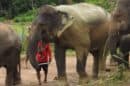 Elephant Rescue National Park