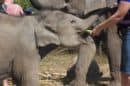 Karen Tribe Native Elephants