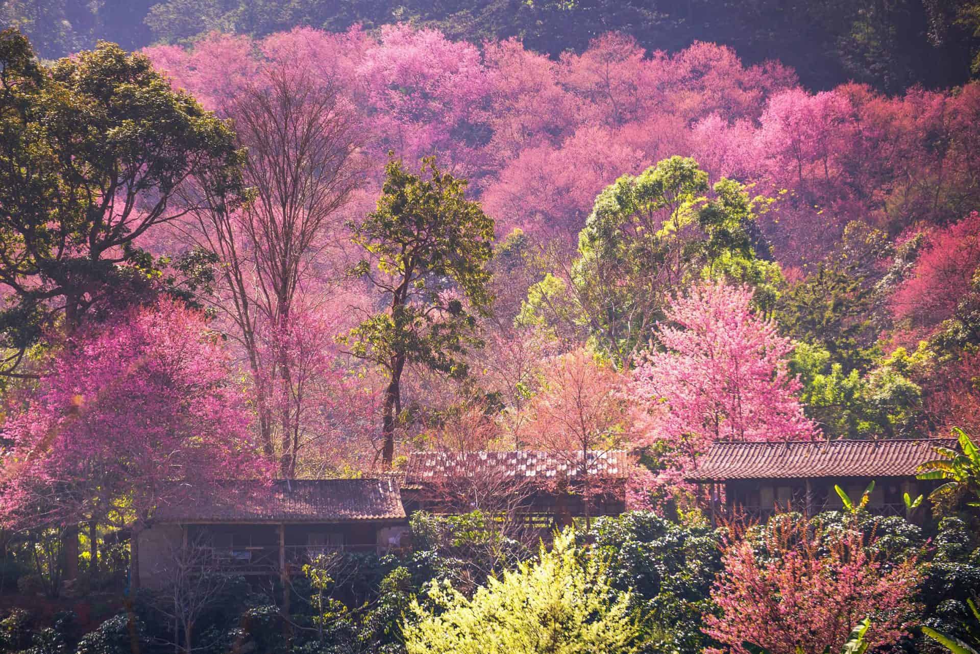 Khun Chang Khian - Sakura Cheery Blossom, Cafe & Village, Chiang Mai