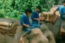 Eddy Elephant Care Chiang Mai