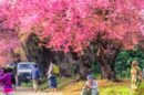 Chiang Mai Cherry Blossom Viewing