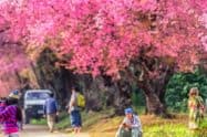 Chiang Mai Cherry Blossom Viewing